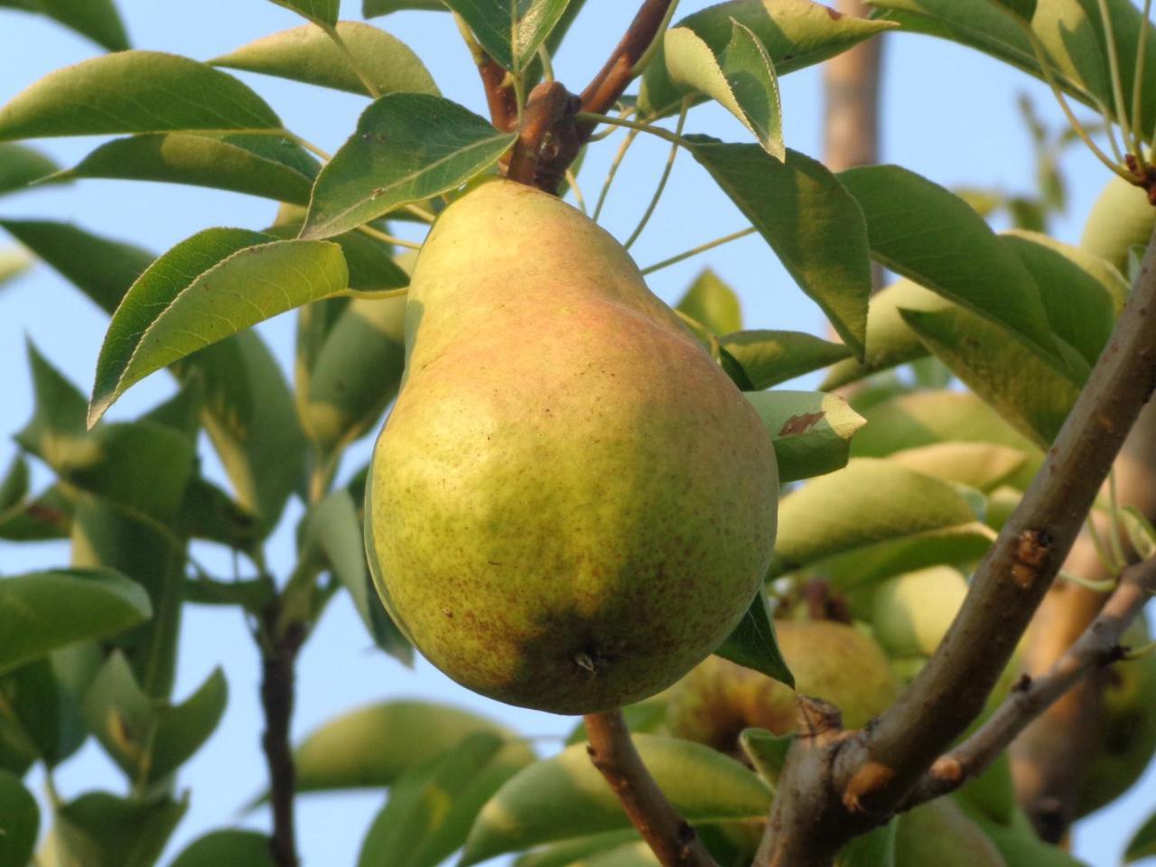 Agriturismo Boschi Βίλα Reggiolo Εξωτερικό φωτογραφία